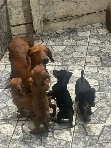 salsichinha x pinscher 