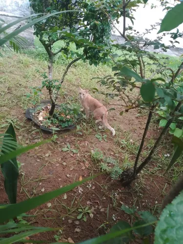 Vendo um terreno por 15 mil