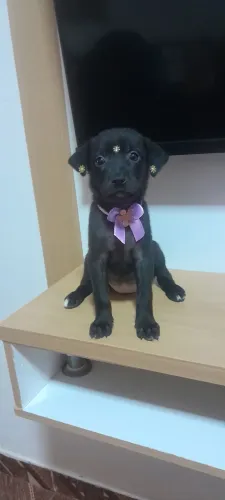Doação de filhotes de cachorros