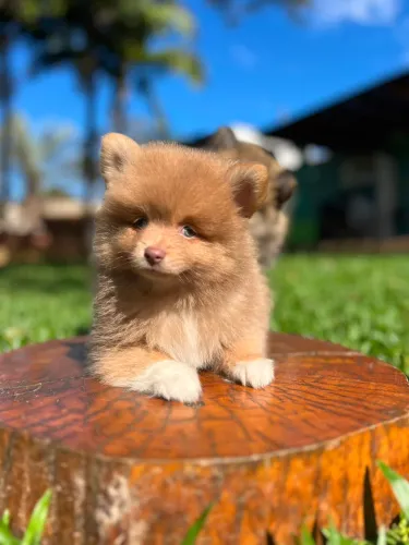 Machinho Spitz Alemã fofo e divertido 