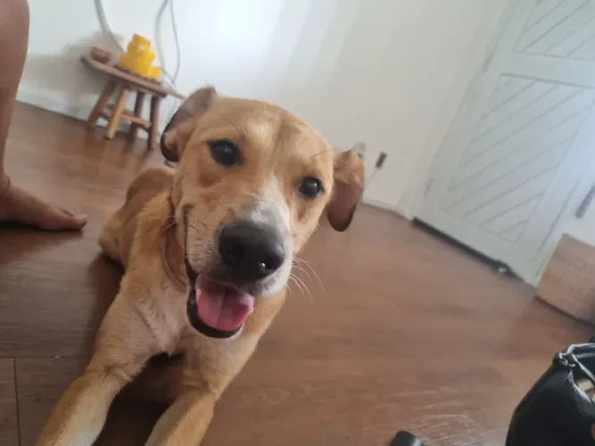 Doação Cachorro caramelo 
