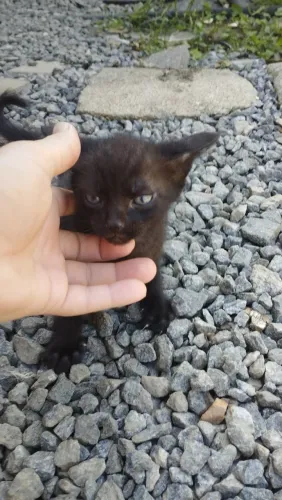Doa-se Gatinho 