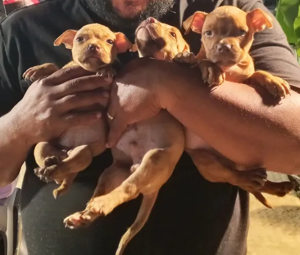 American bully disponíveis