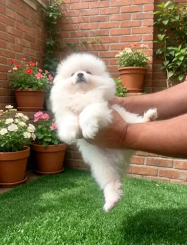 Lulu fofo