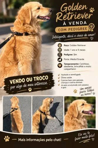 Cachorro Golden Retriever com pedigree