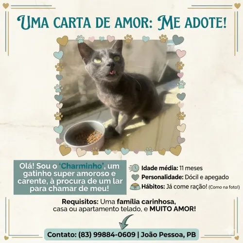 Adoção Gato cinza