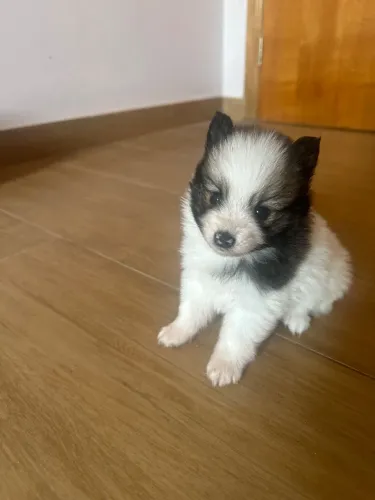 Spitz alemão mini