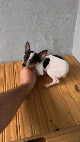 Vendo Pinscher fêmea top número 1.