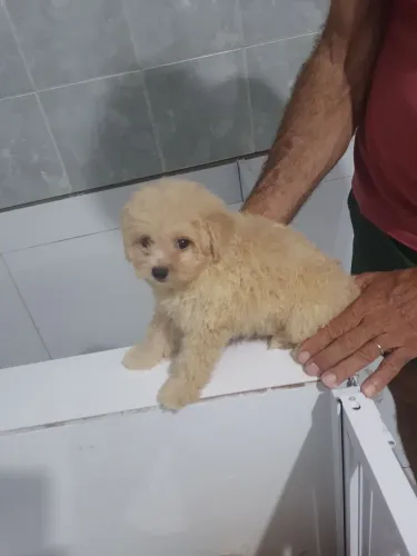 Poodle macho