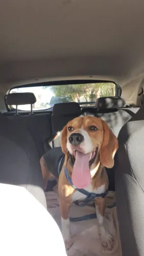 Beagle (Bento) Procura Namorada