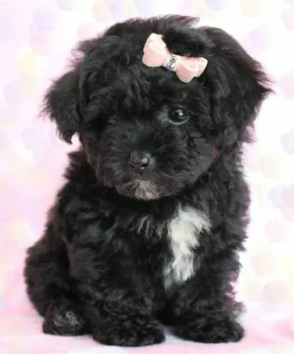 Poodle toy femea imperdivel black