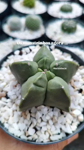 Cactos especiais disponíveis a partir de 19,90