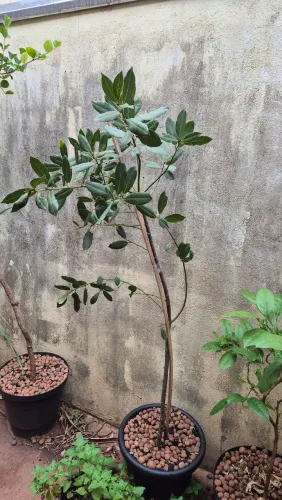 Loureiro 1m22cm