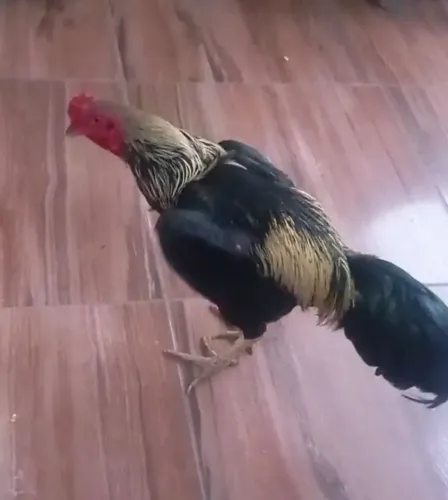 Galo índio prata 