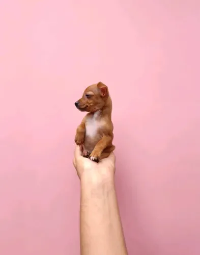 Filhote Pinscher n .0