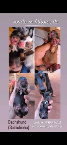 Filhote de dachshund puro