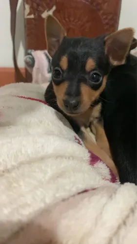 Pinscher filhote 