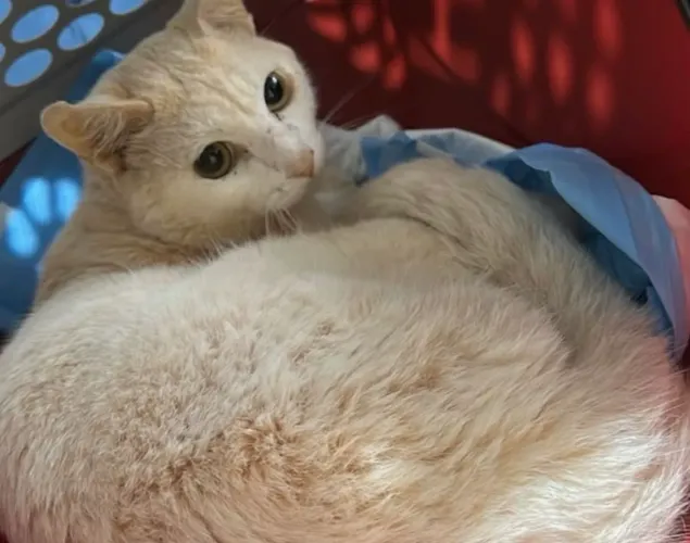 Gatinho para adoção RESPONSÁVEL 