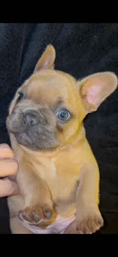 Bulldog Francês Macho