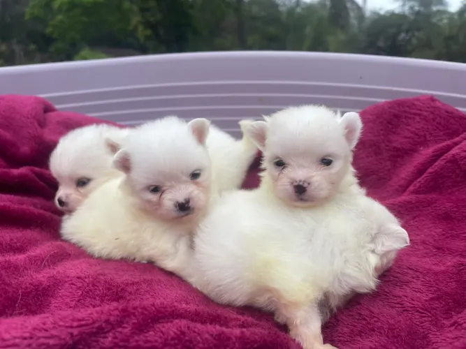 Filhotes de Spitz Alemão