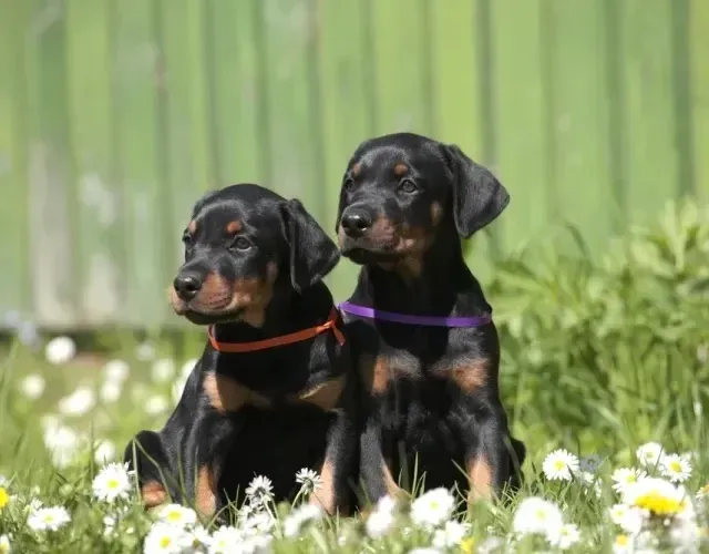 Doberman Super promoção