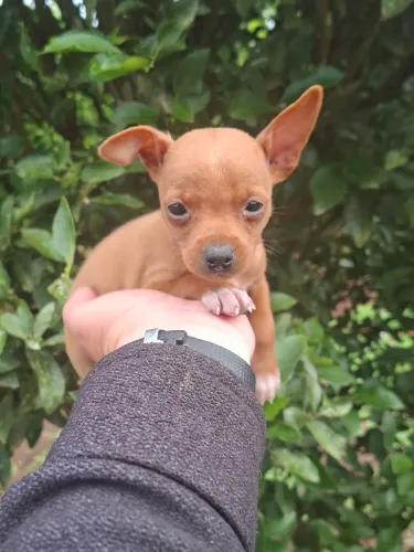 Pinscher machinho um tico