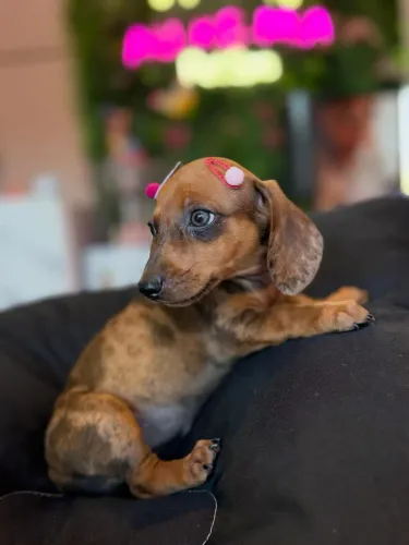 Linguicinha ( Dachshund )
