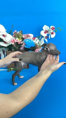 Galgo Italiano Disponivel a pronta entrega 264