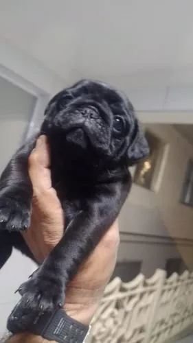 Filhote Pug, O Amor Incondicional Começa Com Um Filhote!