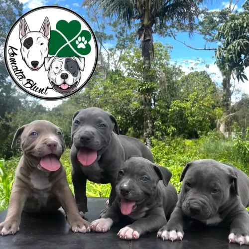 Pit Monster, filhotes com garantia e Pedigree