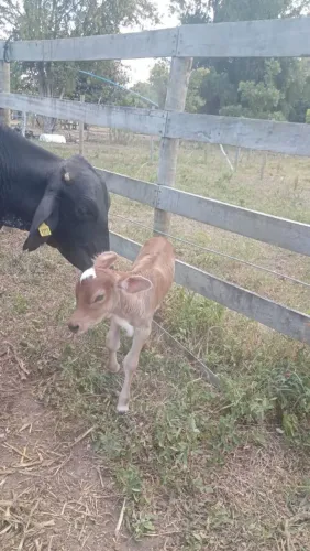 Novilhas prenhas e com bezerra 