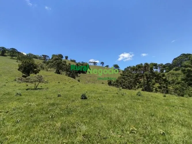 TERRENO COM 3 HECTARES Á VENDA EM DELFIM MOREIRA-MG