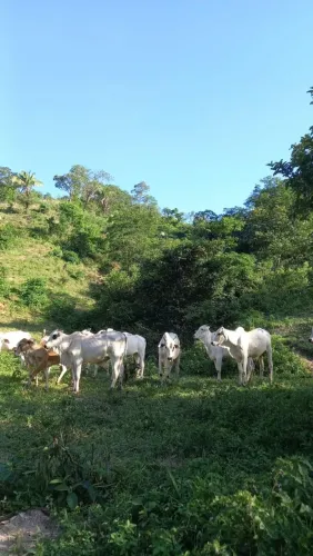 Fazenda DF/GO Planaltina