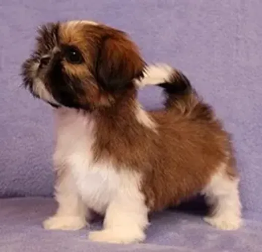 Shih-Tzu Fêmea White: A Fofura Que Vai Completar Sua Família!