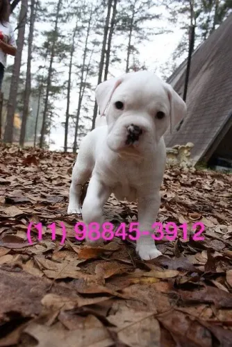 Filhote Boxer Branco