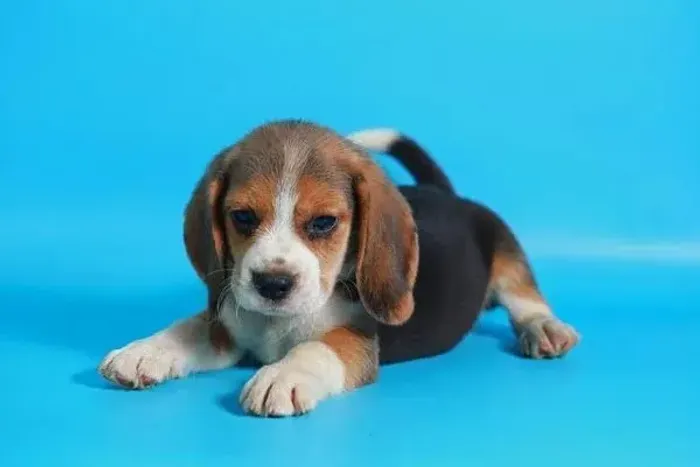 Beagle Filhote - Companheiro Alegre e Ativo