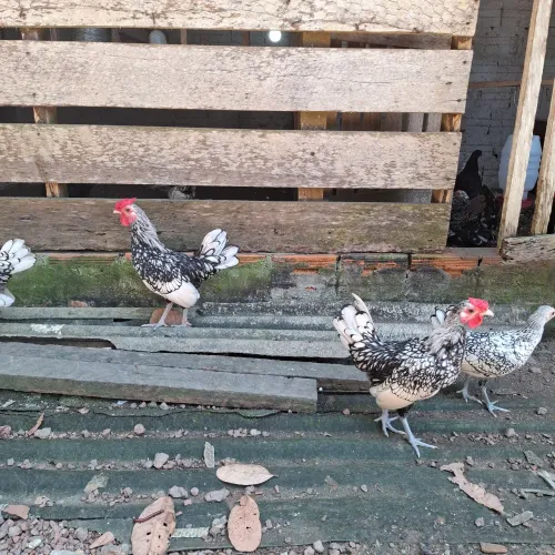 Galinhas ornamentais 