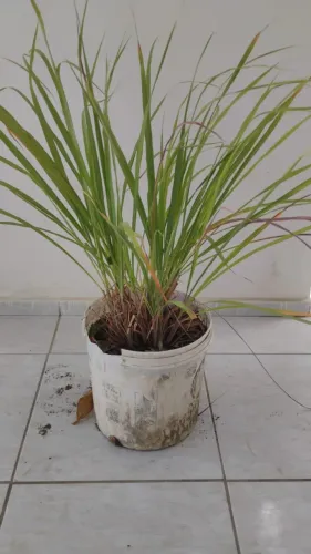 Capim Santo. Planta. Valor: 20,00 reais.  