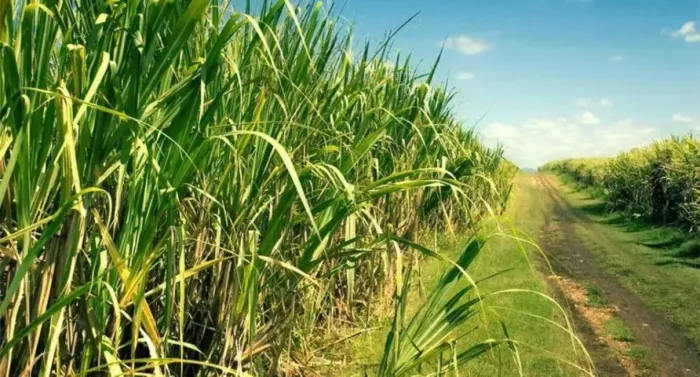 85% de cana 9 alqueires Região de Nhandeara