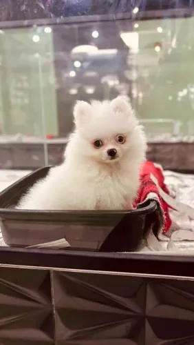Filhote Spitz Alemão, O amor de quatro patas que faltava na sua vida!