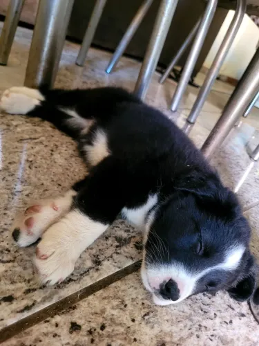 Border Collie fêmea