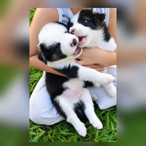 Filhotes Border Collie lindos