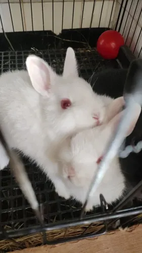 Mini coelhos Netherland Dwarf (Anão)