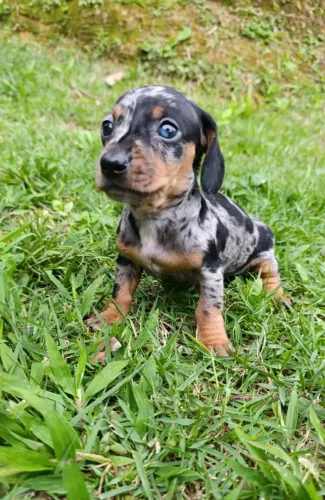 Dachshunds Arlequim fêmeas