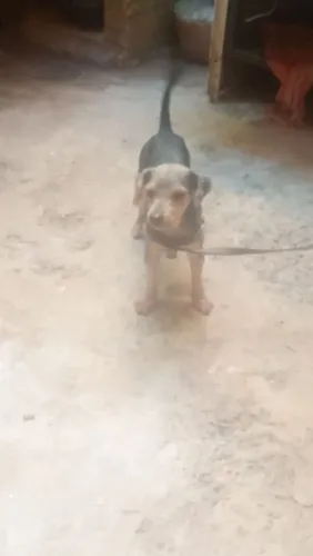 Doação de cachorro yiokecharo terrie