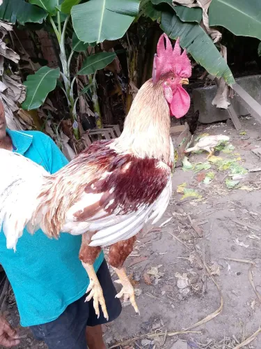 Galo da terra