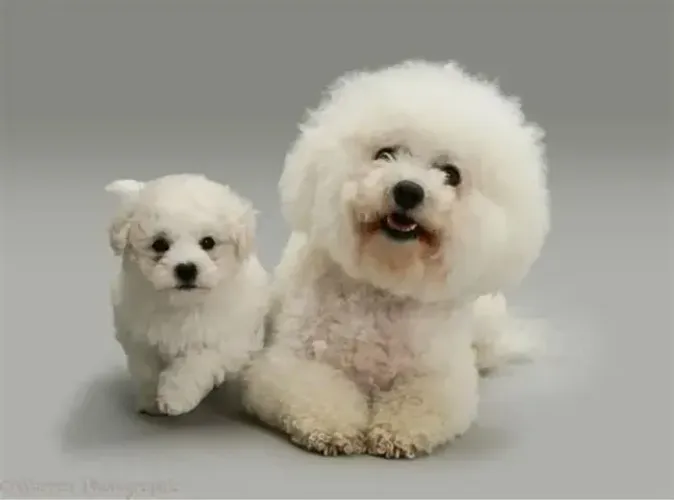 Bichon Frise Machos e Femeas 