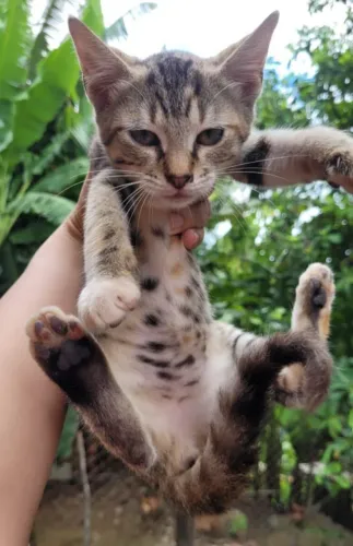 Gatinha fêmea 