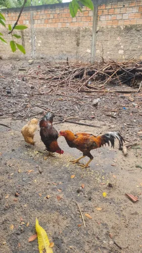 1galinha 2 galos caipira Por 280 reais 