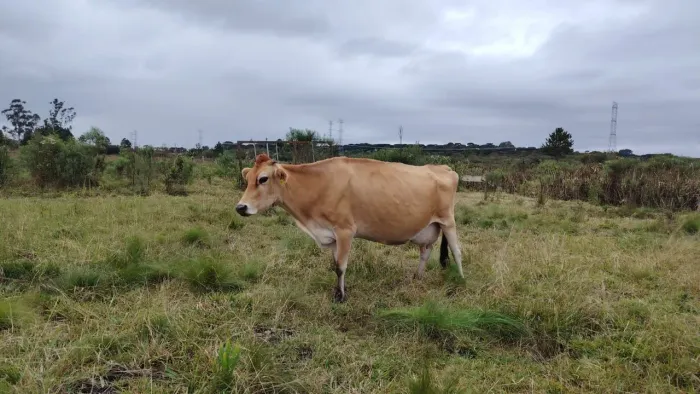Vaca de leite